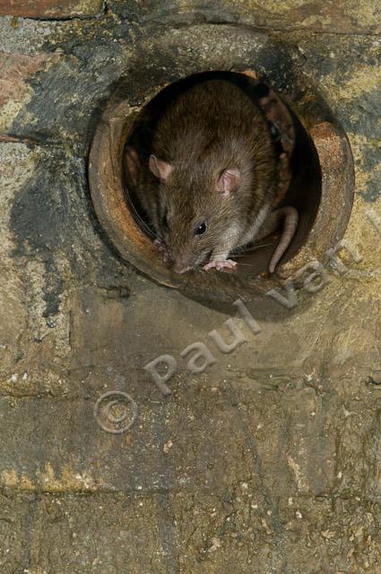 Bruine rat in rioolbuis PVH3-10042