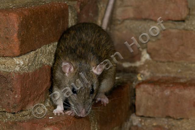 Bruine rat PVH3-10073