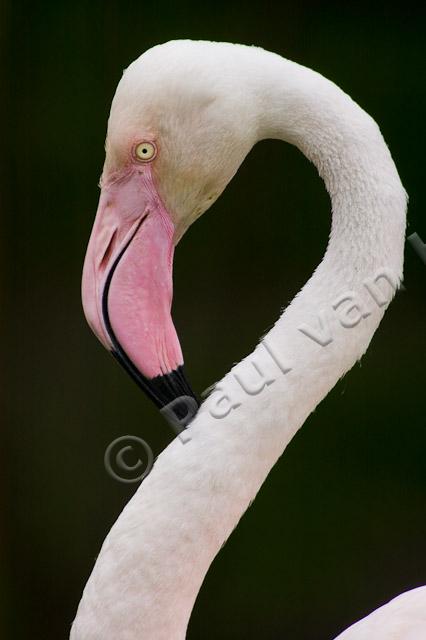 Flamingo PVH1b-4970
