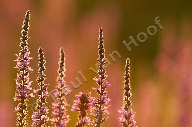 Grote kattenstaart; Purple-loosestrife; Lythrum salicaria PVH3-41427
