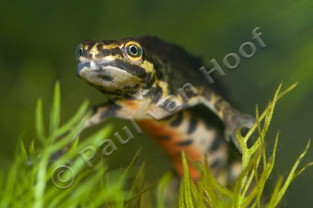 Kleine watersalamander mannetje PVH1a-0467