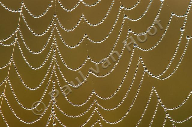 Spinnenweb met dauwdruppels PvH3-22755