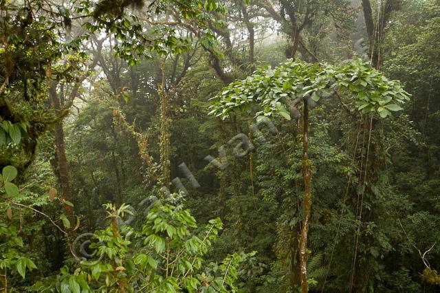 Tropisch regenwoud PVH70b-1148