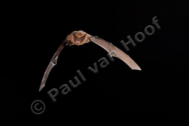 Vliegende gewone dwergvleermuis PVH7-04954