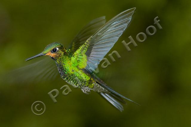 Vliegende kolibrie PVH70b-1074