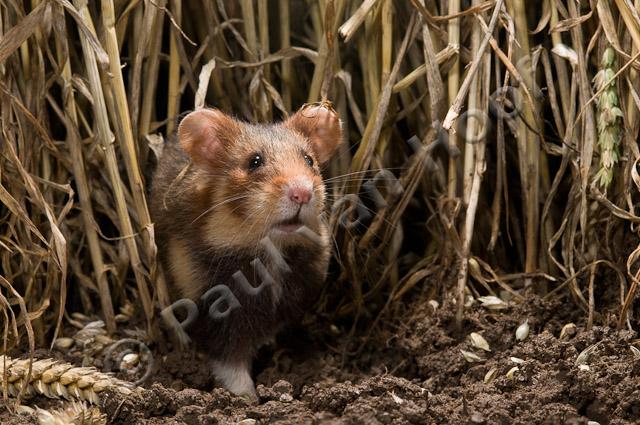 Wilde hamster PVH3-05584