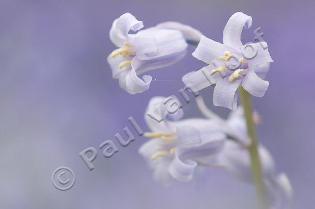 Wilde hyacint PVH3-00993
