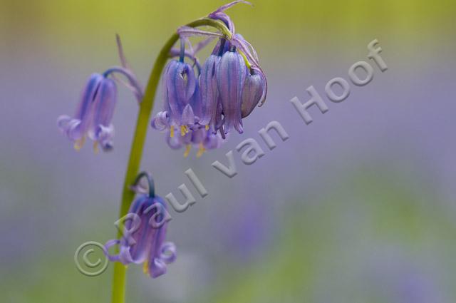 Wilde hyacint PVH3-01123
