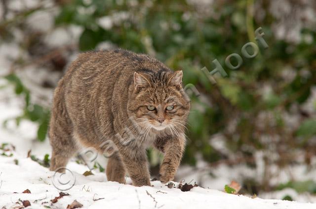 Wilde kat in sneeuw PVH3-28599
