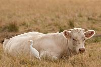 Charolais koe met koereiger PVH3-42492
