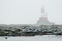 Grijze zeehonden op Farne eilanden PVH3-02822