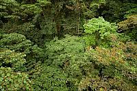Tropisch regenwoud PVH70b-0824