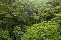 Tropisch regenwoud PVH70b-1139