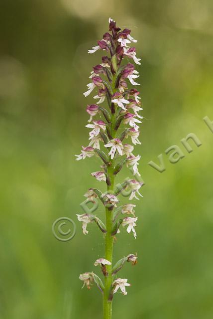 Aangebrande orchis PVH2-1719