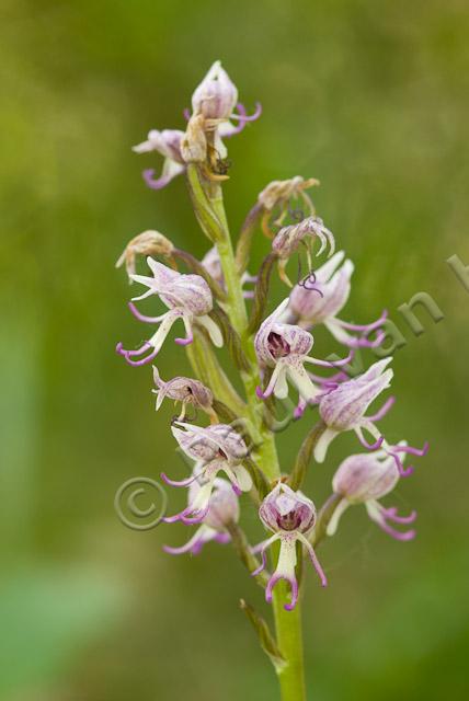 Aapjesorchis PVH2-1773