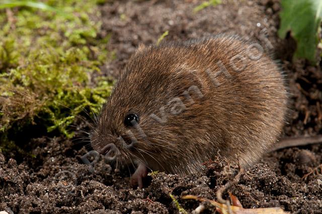 Aardmuis PVH3-27883