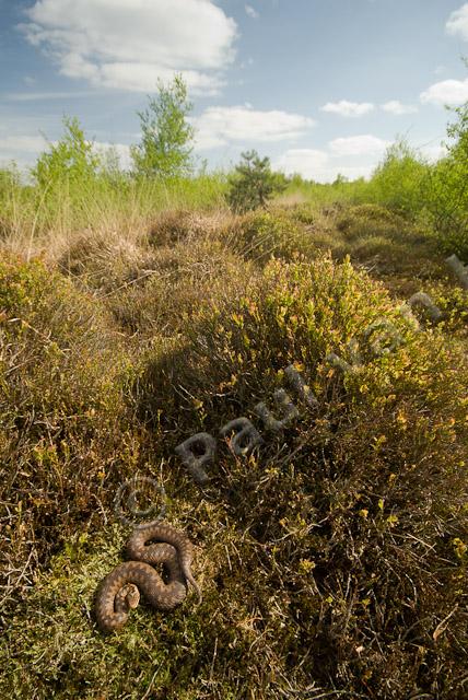 Adder in habitat PVH2-11317