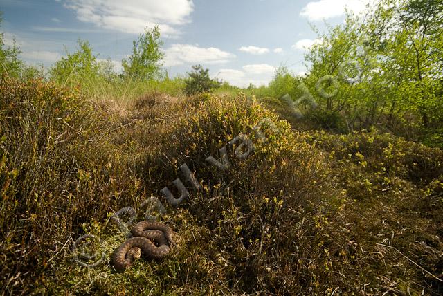 Adder in habitat PVH2-11318