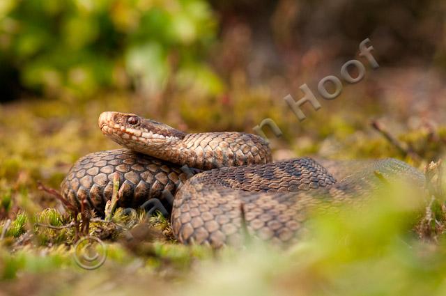 Adder PVH3-35397