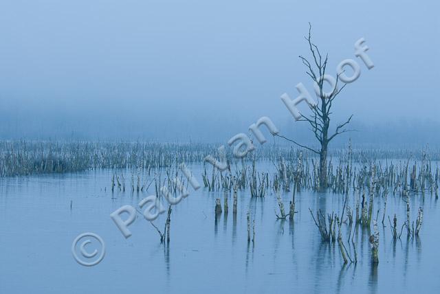 Afgestorven bomen in winter PVH2-7901