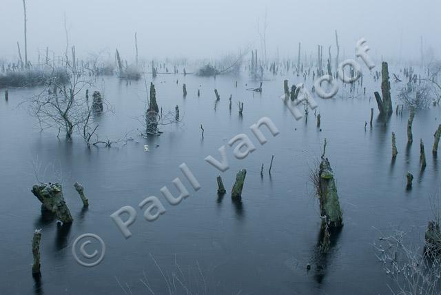 Afgestorven bomen in winter PVH2-7964