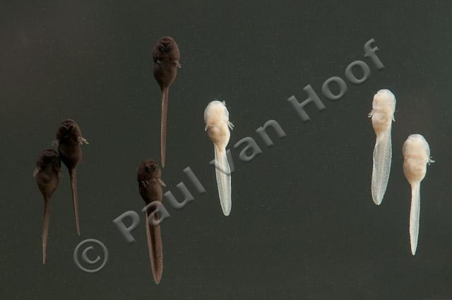 Albino larven van gewone pad; Albinistic larvae of common toad PVH3-49510