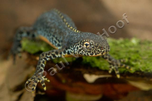 Alpenwatersalamander mannetje PVH70b-1755