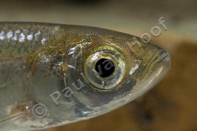 Alver close-up PVH2-22291