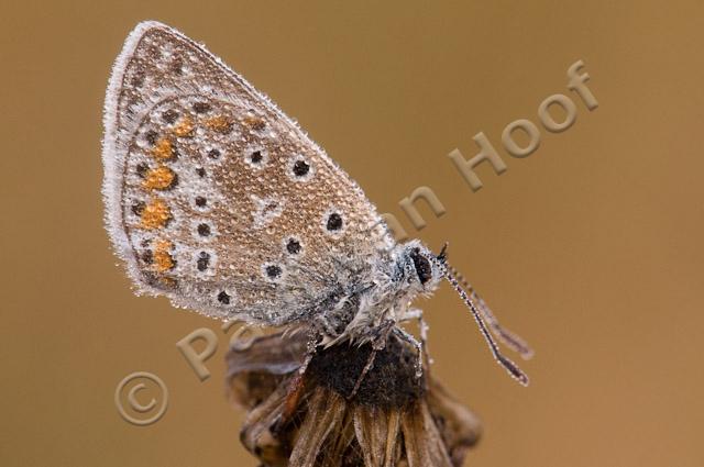 Bedauwd icarusblauwtje PvH3-23652