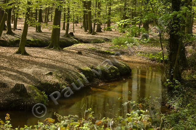 Beek in beukenbos PVH70b-9206