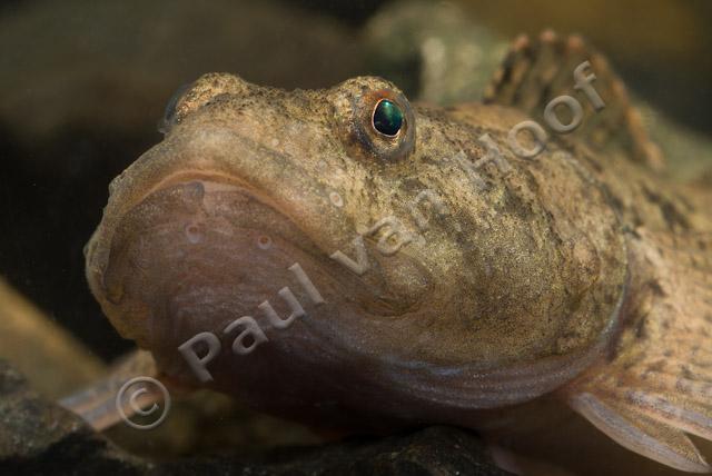 Beekdonderpad close-up PVH2-2076