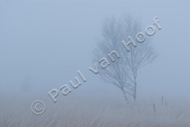 Berk in mist PVH2-7914
