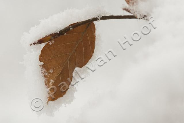 Besneeuwd beukenblad PVH2-8536