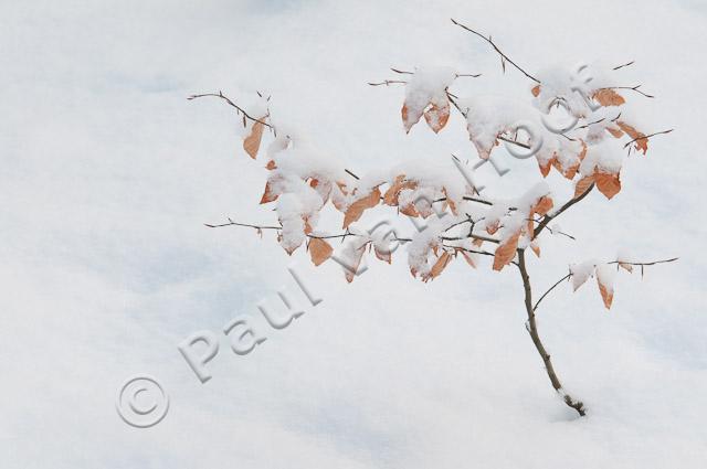 Besneeuwd beukenboompje PVH3-28853