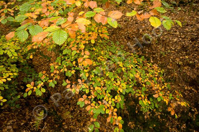 Beukenbladeren in herfst PVH3-08973