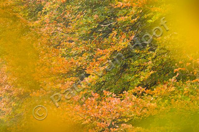 Beukenbladeren in herfst PVH3-10126