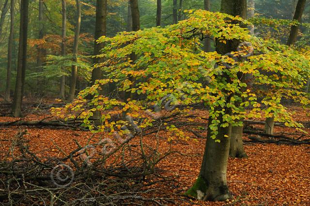 Beukenbos in herfst PVH3-09820