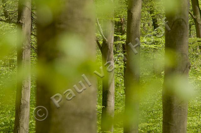 Beukenbos in voorjaar PVH3-01341