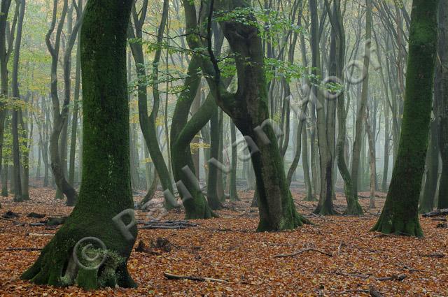 Beukenbos met kromme bomen PVH3-09777