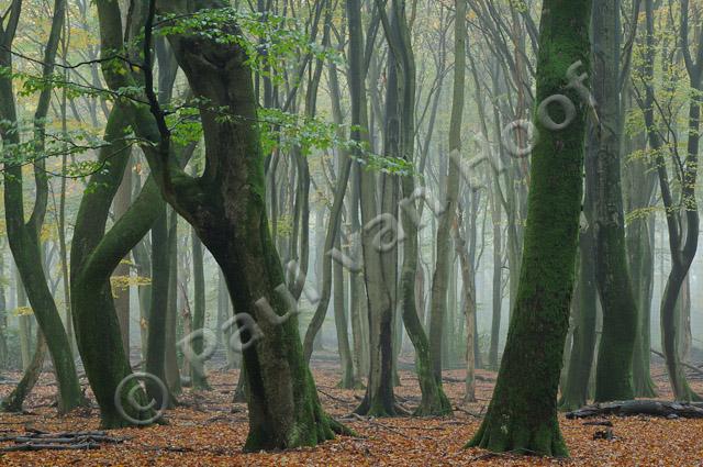 Beukenbos met kromme bomen PVH3-09779