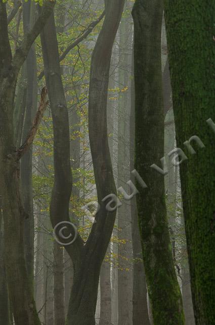 Beukenbos met kromme bomen PVH3-09809