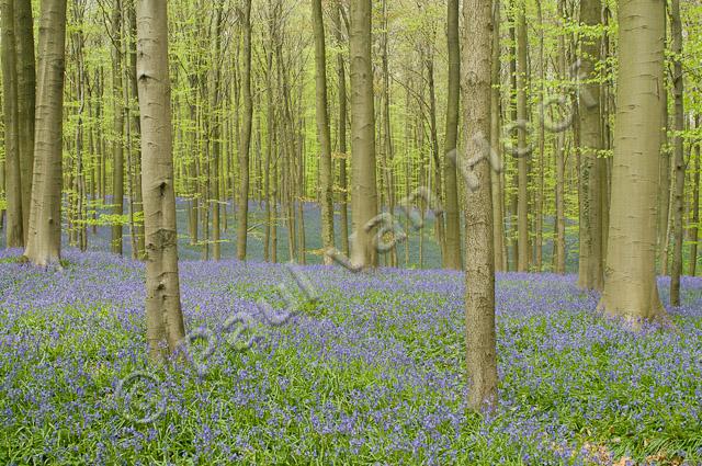 Beukenbos met wilde hyacint PVH3-01047