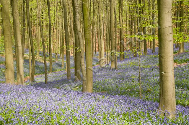 Beukenbos met wilde hyacint PVH3-01066