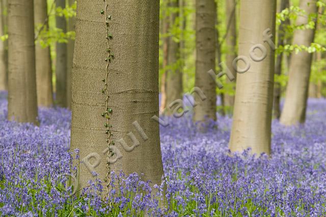 Beukenbos met wilde hyacint PVH3-01068