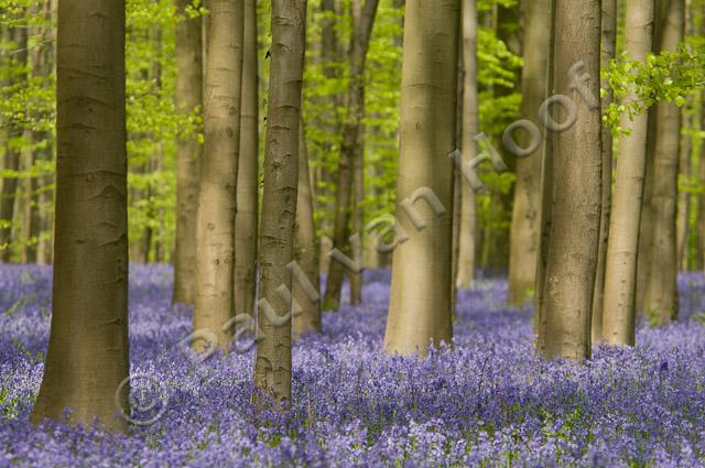 Beukenbos met wilde hyacint PVH3-01193