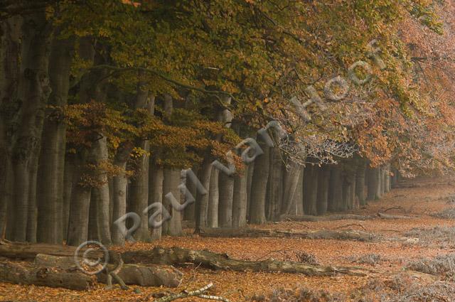 Beukenlaan in heideveld met rijp PVH3-10106