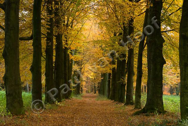 Beukenlaan in herfst PVH2-6592