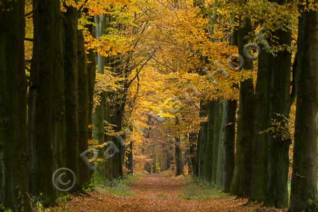 Beukenlaan in herfst PVH2-6595