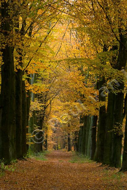 Beukenlaan in herfst PVH2-6598