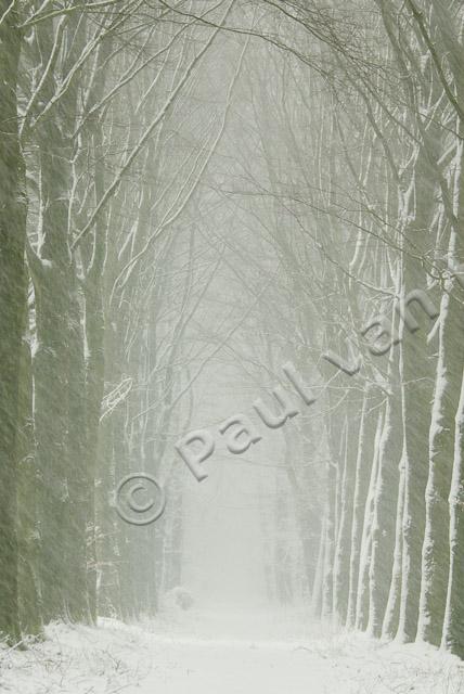 Beukenlaan met sneeuw PVH2-8520